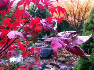 Illustration for article titled Shooting Challenge Fall Leaves Gallery 4